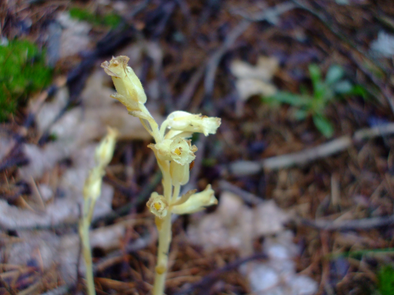 Monotropa hypopitys